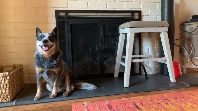 Australian Cattle Dog Sitting Proudly in Front of A Brick Fireplace with A Cheerful Expression