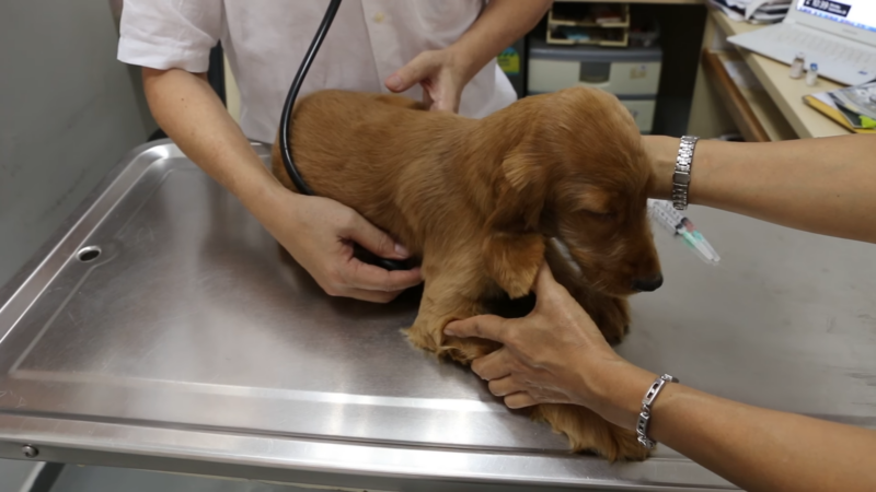 A Young Dog Is Being Examined by A Veterinarian on A Metal Table, Appearing Calm While Receiving Medical Attention