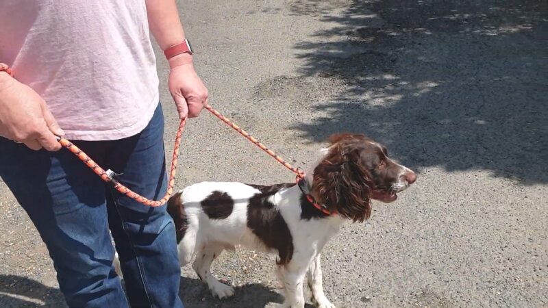 A Springer Spaniel on A Leash, Standing Alert Beside Its Handler Outdoors, Appearing Calm but Focused