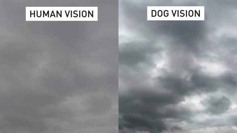 A Split-Image Comparison Showing a Cloudy Sky as Perceived by Human Vision on The Left and Dog Vision on The Right, with Noticeable Differences in Color Saturation and Clarity