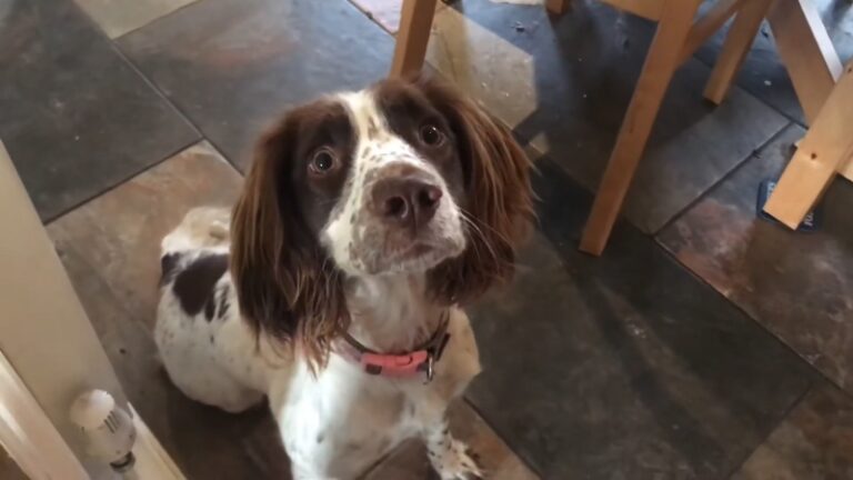 A Springer Spaniel Sits on A Tiled Floor, Looking up With a Curious but Slightly Cautious Expression