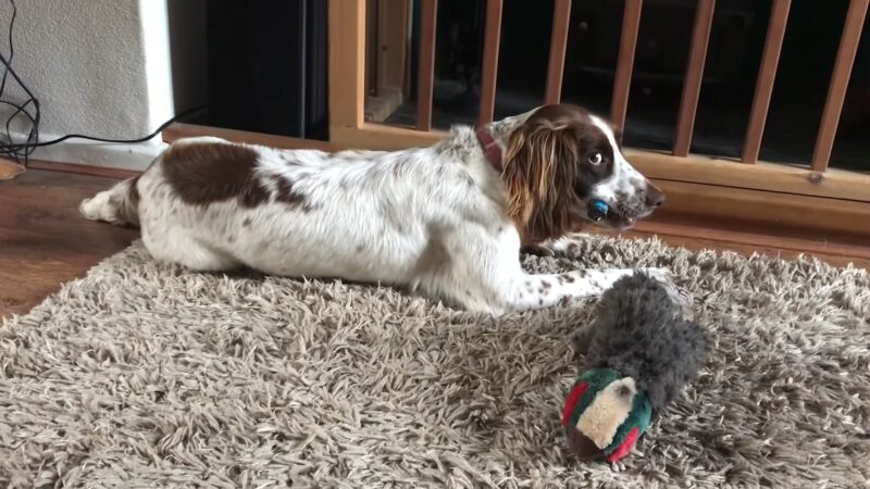 A Springer Spaniel Lying on A Rug with A Tense Expression, Holding a Toy in Its Mouth and Avoiding Eye Contact