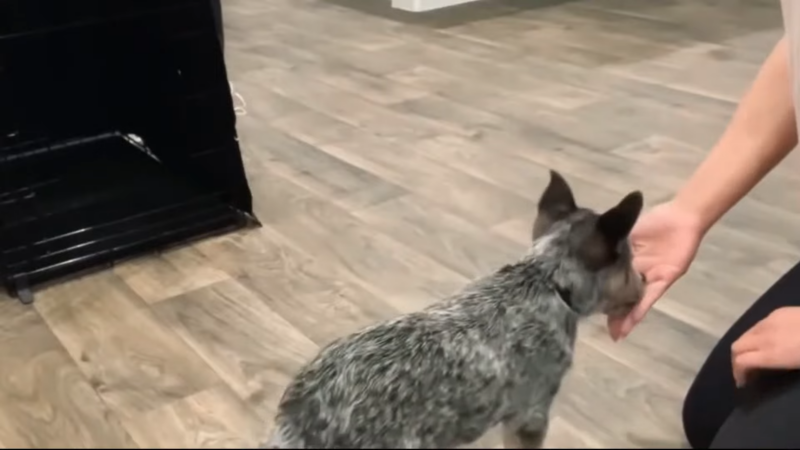 The Bond Between Blue Heelers and Their Owners