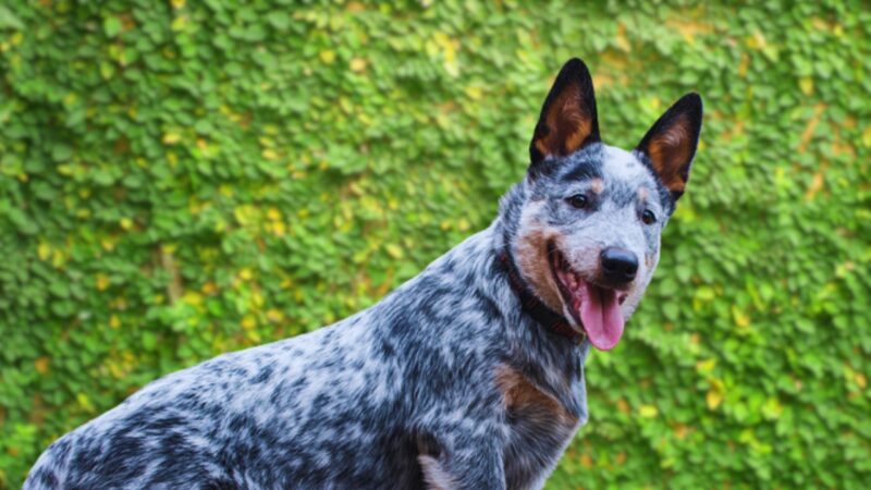 A Cheerful Australian Cattle Dog with A Mottled Blue Coat and Distinct Tan Markings on The Face, Posing in Front of A Lush Green Leafy Background