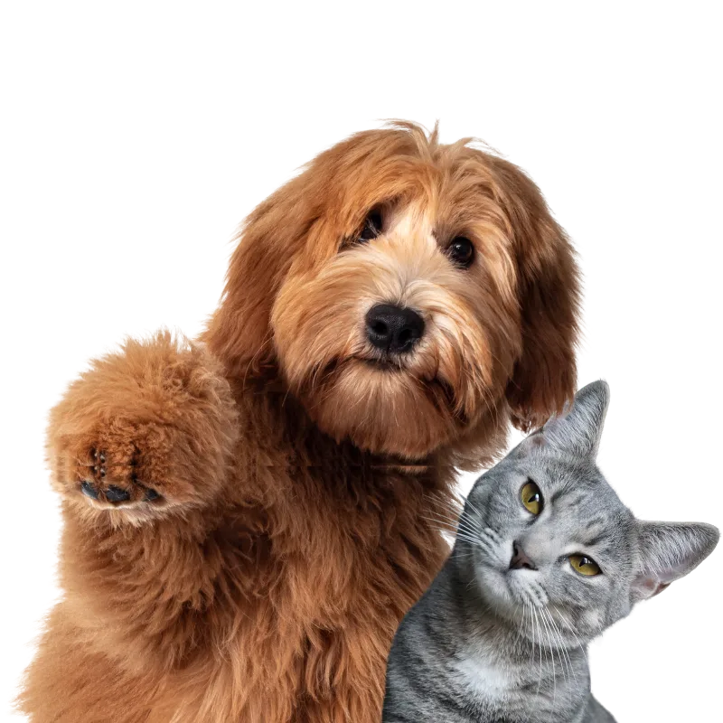 cat and dog