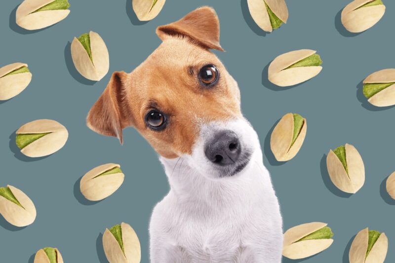 dogs pistachio