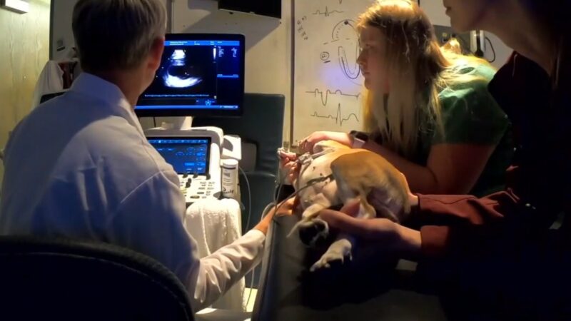 A Veterinarian Performs an Ultrasound on A Small Dog While Two Individuals Assist by Holding the Pet, Checking for Possible Signs of Heart Disease