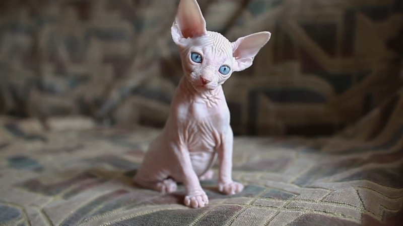 A Hairless Cat with Large Ears and Striking Blue Eyes Sits on A Patterned Sofa