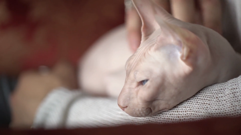 Bingus the Hairless Cat Rests Peacefully on A Soft Surface