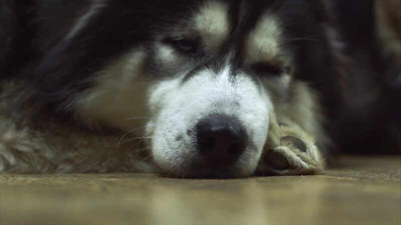 A Large Dog Lying Down with Eyes Partially Closed, Appearing Weak and Lethargic, Possibly After Fainting or Collapsing