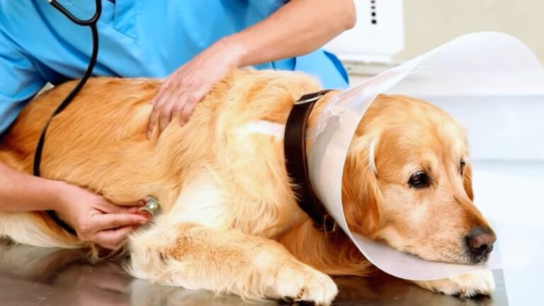 A Veterinarian Listens to The Heart of A Dog Wearing a Protective Cone, Checking for Signs of Heart Problems