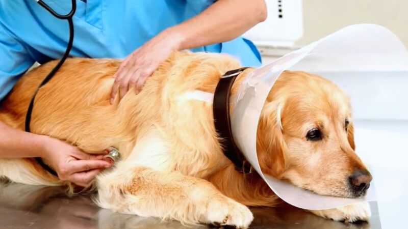 A Veterinarian Listens to The Heart of A Dog Wearing a Protective Cone, Checking for Signs of Heart Problems