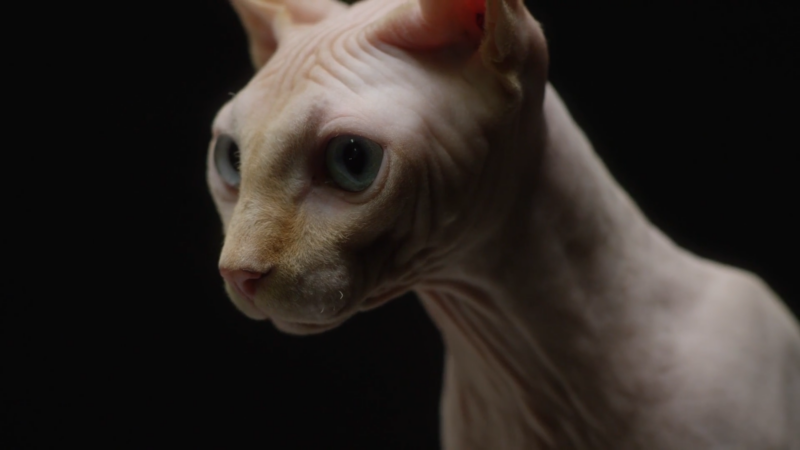 A Close-Up Shot of A Hairless Sphynx Cat