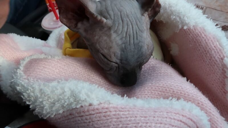 A Hairless Sphynx Cat Is Peacefully Resting in A Cozy Pink Blanket