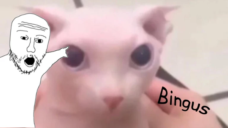 bingus cat