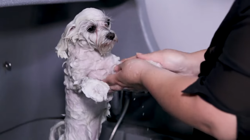 A Small White Dog Being Bathed by A Person