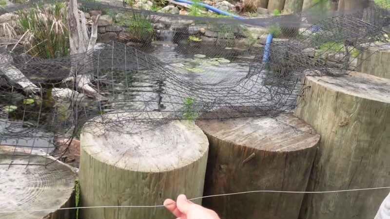 A Backyard Pond Protected by A Netted Barrier