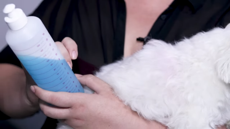 A Person Holding a White Dog While Measuring Pet Shampoo in A Bottle Before Washing