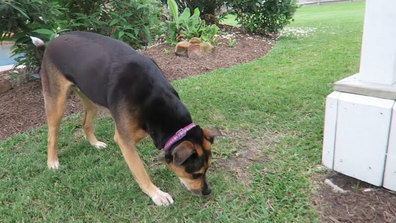 A Dog Exploring the Backyard While Being Monitored