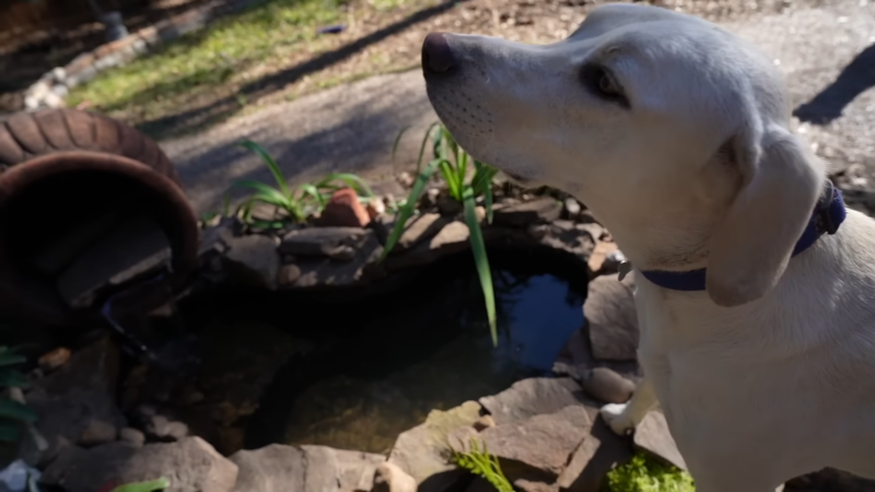 A Dog Standing Near a Small Backyard Pond, Illustrating the Challenge of Preventing Dogs from Jumping Into the Backyard Pond