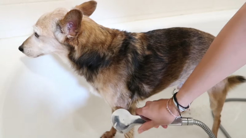 A Brown and Black Dog Being Rinsed with A Handheld Shower in A Bathtub