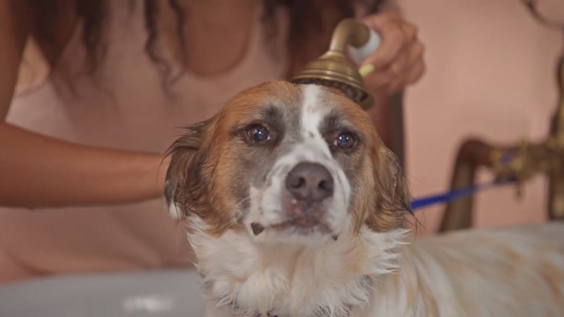 A Dog Being Gently Rinsed with Water by Its Owner During a Bath